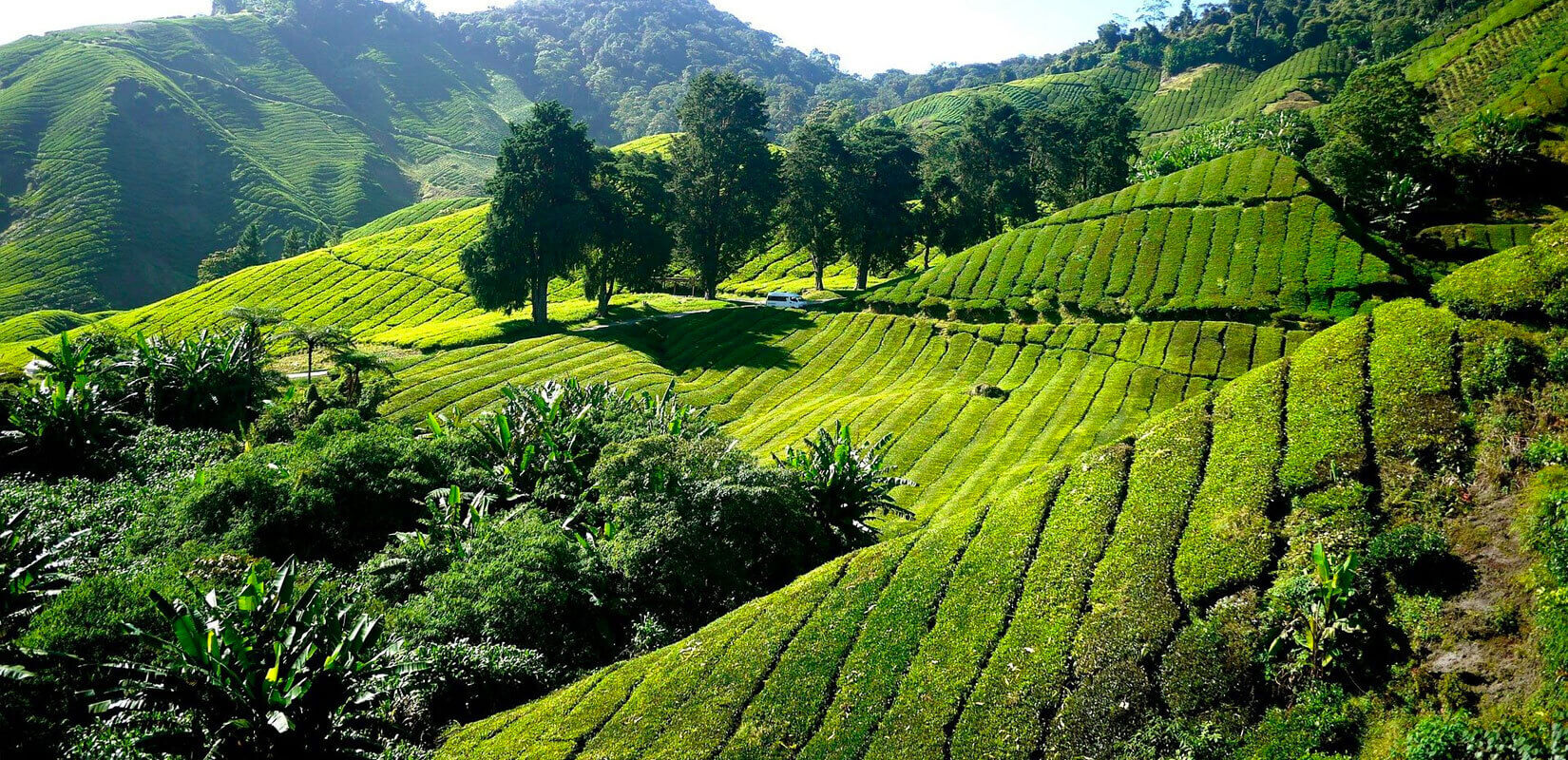 reNature Image Cover